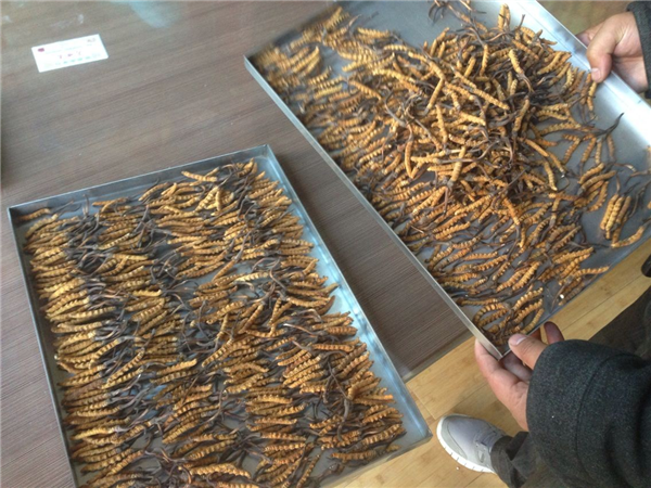 立式冷凍干燥機(jī)在操作時有什么要領(lǐng)可言呢？